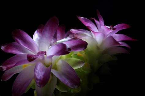 Premium Photo Beautiful Purple Of Turmeric Flower Turmeric Is A