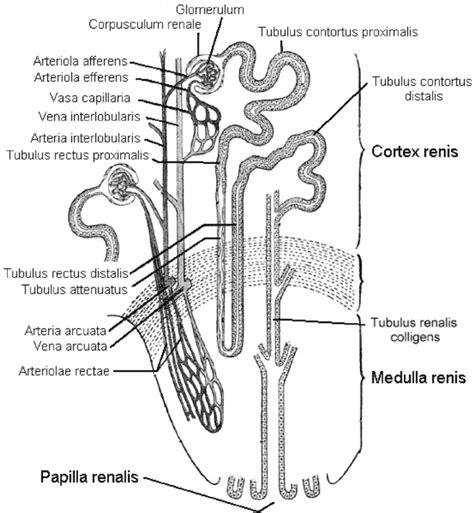 Schematic Drawing Of A Nephron Illustration Printed With Permission