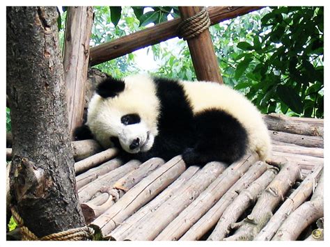 64 3 black and white adorable. Cute Baby Panda Wallpaper - WallpaperSafari