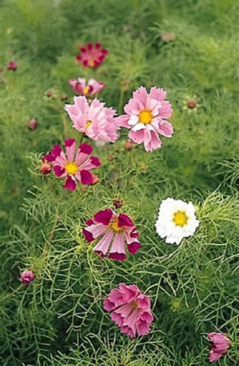 Cosmos Seashells Annual Seeds