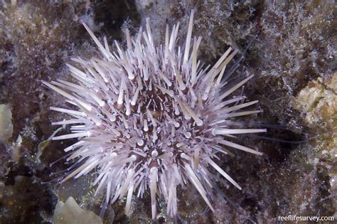 Heliocidaris Erythrogramma Short Spined Urchin Reef Life Survey