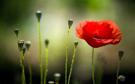 Poppy Flower Wallpaper 63 Images