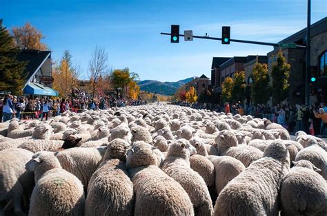 Keep in mind that the festival schedule does not include county/animal fairs, conventions/expos or events lacking the 3 essentials of a festival (food, vendors and entertainment). Fall Festivals: Trailing of the Sheep Festival, Sun Valley, Ketchum, Hailey, ID.T… | Beautiful ...