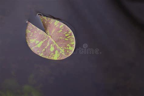 Lotus Leaf Floating Above The Water Stock Image Image Of Clover