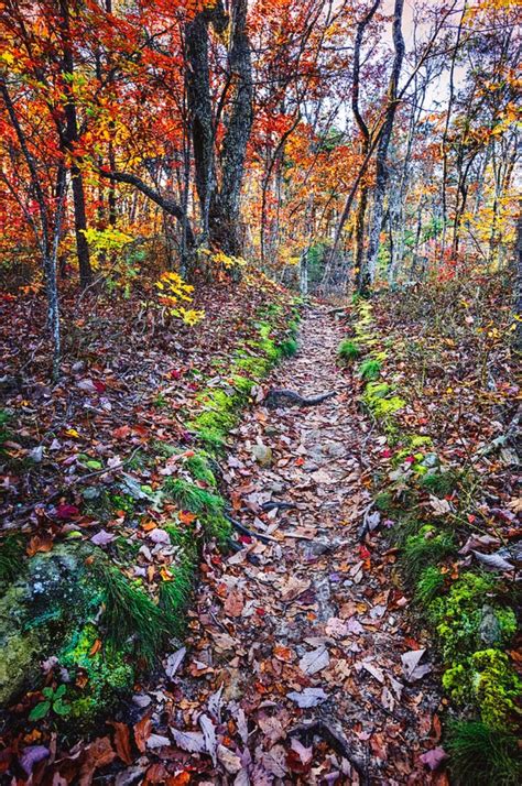 Trail In Autumn Color Is A Photograph By Debra And Dave Vanderlaan