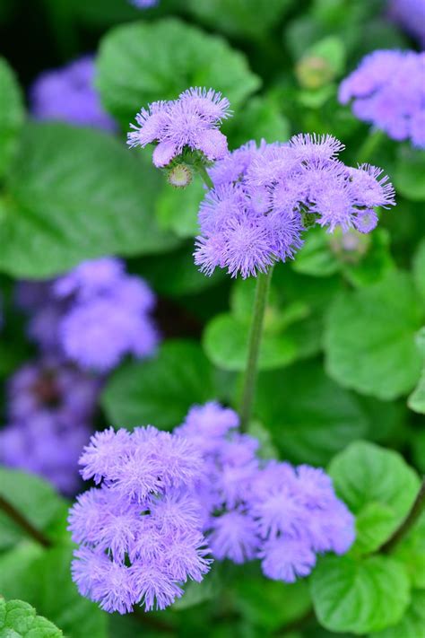 12 Plants That Repel Mosquitoes Natural Mosquito Repellent Plants