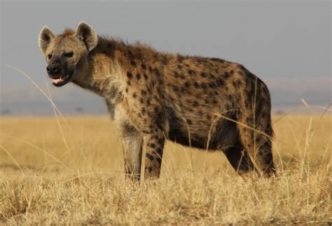 Stray Hyena Mauls Three Month Old Girl