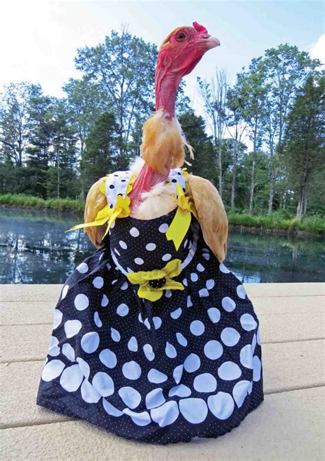 Chicken Clothes For Halloween And Christmas Backyard Poultry
