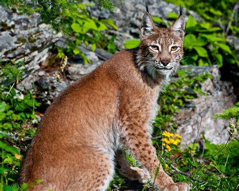 Siberian Lynx 9 Flickr Photo Sharing