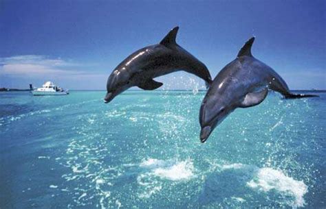 Dolphin Facts And Pictures