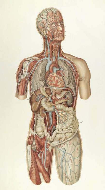 Trendy Medical Art Human Body Vintage Medical Art Medical