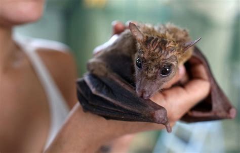 Geneticists Hope To Unlock Secrets Of Bats Complex Sounds Nature News And Comment