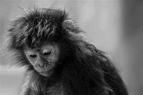 Sadness Monkey Animals Photo Artur Rydzewski