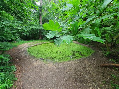 Moor Circle In Forest Stock Image Image Of Grass Jungle 225832869