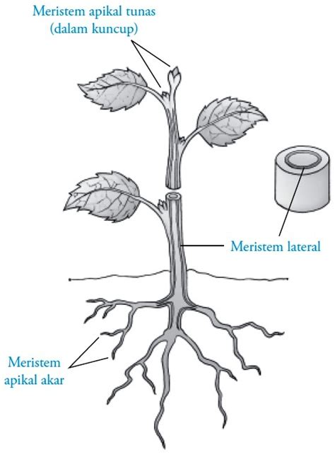Maybe you would like to learn more about one of these? Struktur dan Fungsi Jaringan Meristem pada Tumbuhan