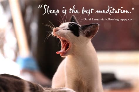 Quotes About Sleeping Cats Quotesgram