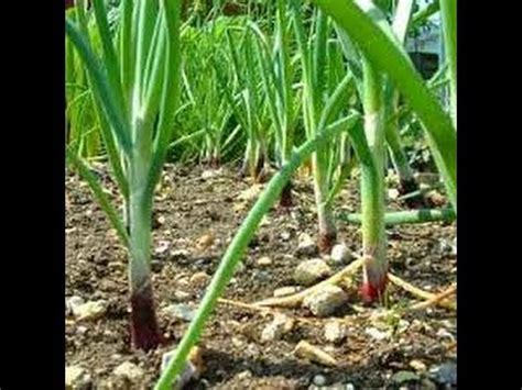 Trueleafmarket.com has been visited by 10k+ users in the past month HOW TO GROW GREEN ONIONS FROM SEEDS. - YouTube