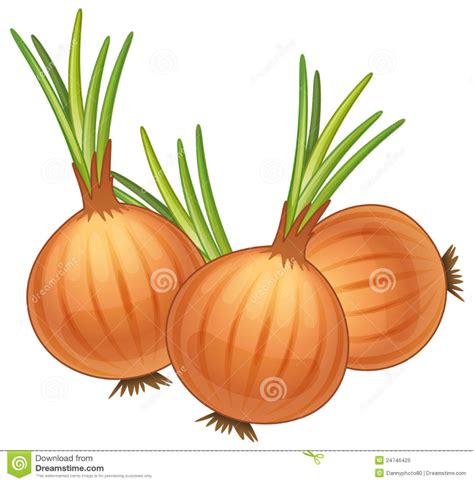 Onions Stock Illustration Vegetable Drawing