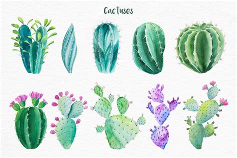 Cactus Watercolor Illustrations By Alex Green Thehungryjpeg