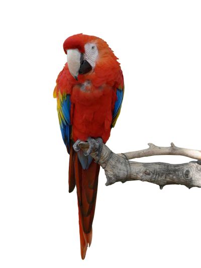 Parrot Png Vector Images With Transparent Background Transparentpng