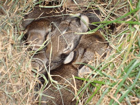 How To Catch A Rabbit In Your Backyard - The Backyard Gallery