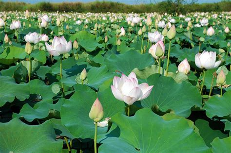 Check spelling or type a new query. The Lotus Symbol in Vietnamese Culture | i Tour Vietnam Blogs