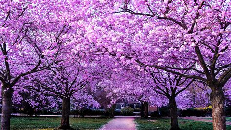 Path Between Sakura Blossom Trees 4k Hd Flowers Wallpapers Hd