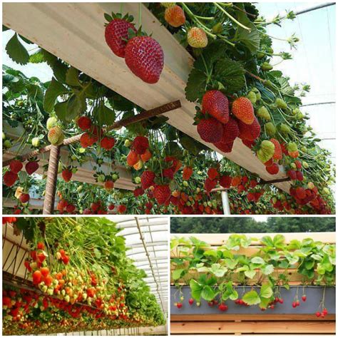 In fact, growing strawberries up in the air in hanging these are the best diy strawberry planter ideas. Wonderful DIY Rain Gutter Strawberry Planter