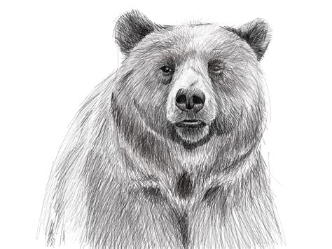 Realistic Bear Drawing At Explore Collection Of