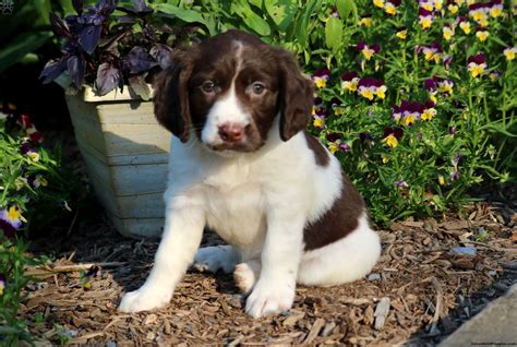Rasberry - English Springer Spaniel Puppy For Sale in Pennsylvania