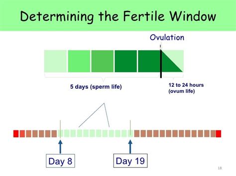 determining the fertile window ovulation