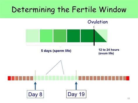 difference between ovulation and fertile window