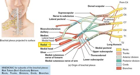 Nerve Compression Causes Symptoms Diagnosis And Treatment