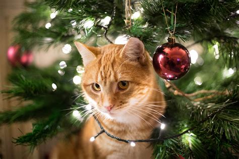 Create The Ultimate Christmas Tree For Your Cats Animal Talk