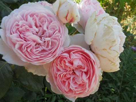 Content provided courteous of david austin wedding roses. David Austin 'Mary Rose' | Rose, David austin, Flowers