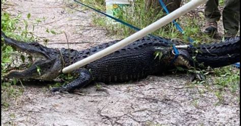 man attacked by alligator after falling off bike and landing in florida stream cbs news