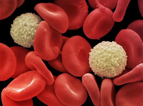 Red And White Blood Cells Sem Photograph By Power And Syred