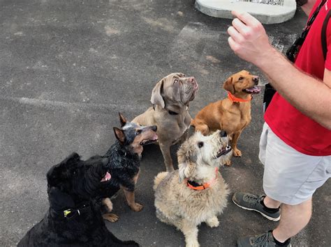 Maybe you would like to learn more about one of these? Dog Training at The Pet Station Country Club - The Pet Station