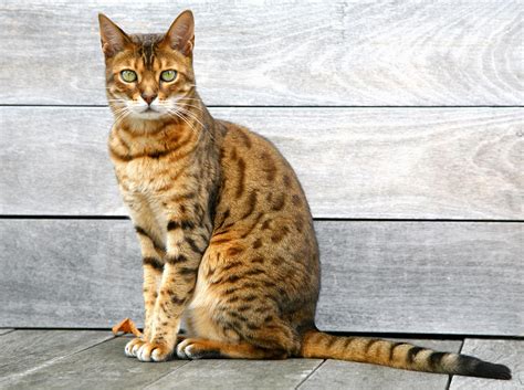 Bengal Cat Sitting On Weathered Deck By Itsabreeze Photography