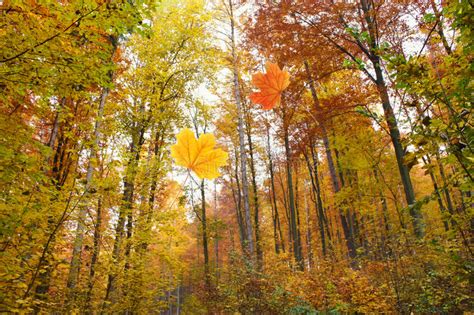Forest In Autumn And Falling Leaves Stock Image Image Of Autumnaltree