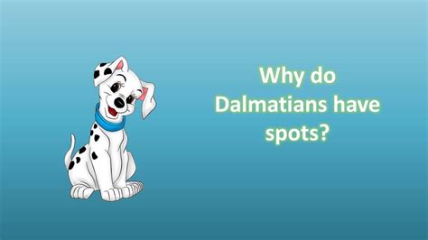 Why Do Dalmatians Have Spots Youtube