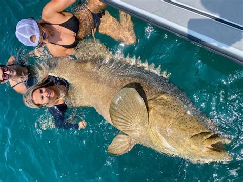Can You Eat Goliath Grouper Everything You Need To Know Usangler