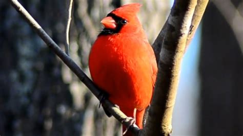 Cardinal Chirping Sounds Male Youtube