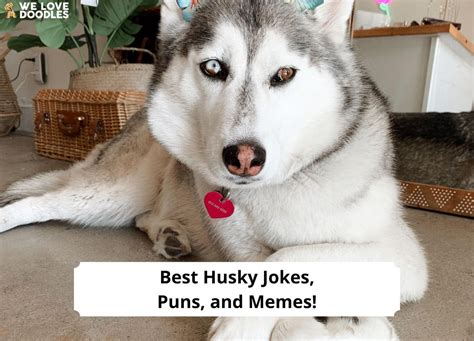 Best Husky Jokes Puns And Memes 2023 We Love Doodles