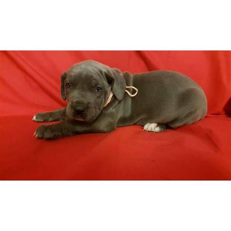 Great Dane Puppies Near Me For Sale
