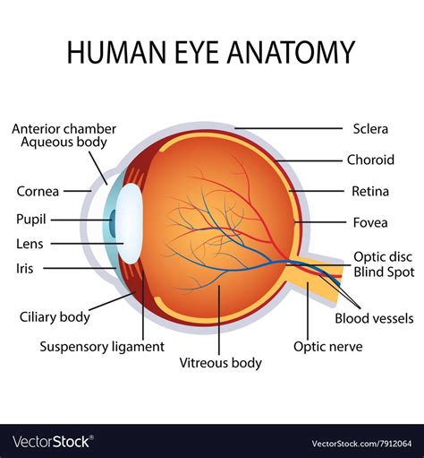 Anatomy Of The Eye Anatomy Of The Eye Human Eye Anatomy Royalty Free