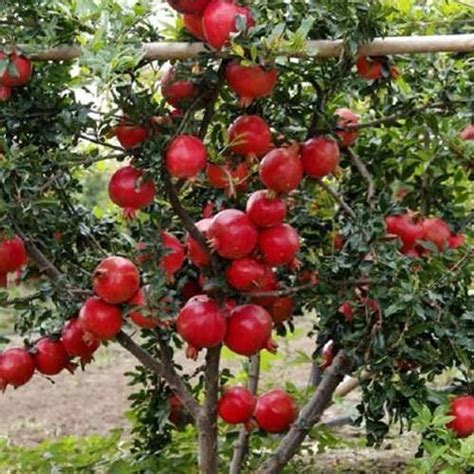 Pomegranate tree if grown under optimal conditions, live up to 200 years. Pomegranate Plant at Rs 36 /number | Dalamb Plants , Dalim ...
