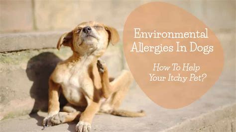 Environmental Allergies In Dogs How To Help Your Itchy Pet Jacks Pets
