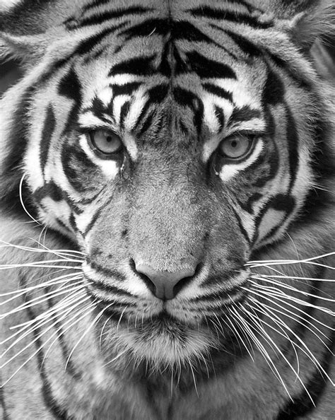 Sumatran Tiger Portrait Stephen Bridson Flickr