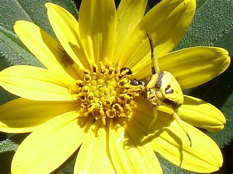 Maybe you would like to learn more about one of these? Crab Spider - What's That Bug?